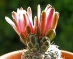 : - Gymnocalycium bruchii