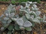 : - Kalanchoe eriophylla