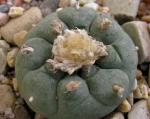 Peyotl-Kaktus - Lophophora williamsii