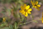 Großes Mädchenauge - Coreopsis major