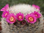 : - Mammillaria laui
