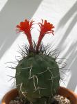 : - Matucana madisoniorum