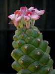 : - Euphorbia ritchiei