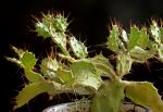: - Opuntia brasiliensis