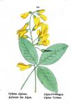 Alpen-Goldregen - Laburnum alpinum