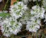 : - Paronychia capitata