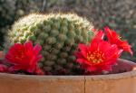 : - Rebutia deminuta