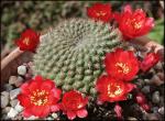 : - Rebutia minuscula