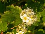 : - Physocarpus malvaceus