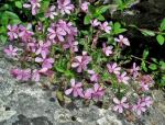 Kuhkraut - Vaccaria hispanica