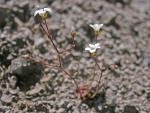 : - Saxifraga haenseleri