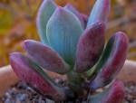 : - Sedum commixtum