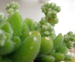 : - Sedum mocinianum