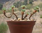 : - Sedum multiceps