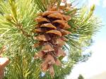: - Pinus flexilis