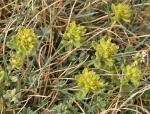: - Teucrium lerrouxii