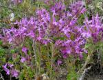 : - Thymus granatensis