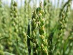 : - Plantago elongata