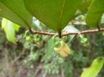: - Xylopia laevigata