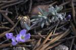 :-Boechera parishii