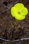 : - Camissonia campestris