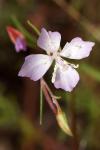 : - Clarkia similis