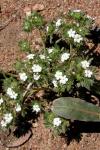 : - Cryptantha micrantha