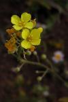 : - Physaria gordonii
