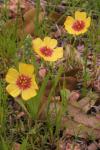 :-Linum hudsonioides