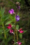:-Lupinus truncatus
