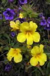 : - Mimulus brevipes