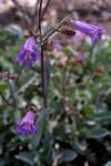 : - Penstemon caesius