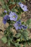 : - Phacelia ciliata