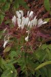 : - Polanisia dodecandra