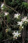 :-Sedum niveum