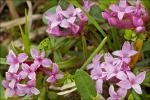 Gestreifter Seidelbast - Daphne striata