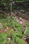 : - Cirsium waldsteinii