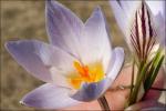 Netz-Krokus - Crocus reticulatus