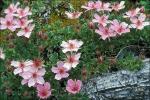Dolomiten-Fingerkraut - Potentilla nitida