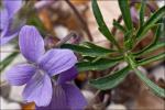 : - Viola dissecta