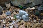 : - Mammillaria geminispina subsp. geminispina
