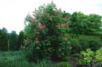Fleischrote Rosskastanie - Aesculus carnea