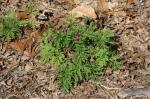 Zwerg-Herzblume - Dicentra eximia
