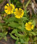 Gewöhnliche Sonnenbraut - Helenium autumnale