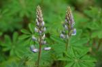 Ausdauernde Lupine-Lupinus perennis