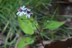 Herzblatt-Herbstaster - Symphyotrichum cordifolium