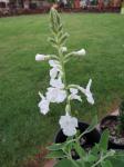 : - Haplostachys haplostachya