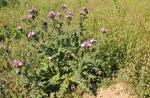 : - Carduus meonanthus
