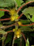 : - Glossoloma sprucei