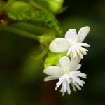 : - Begonia toledana
